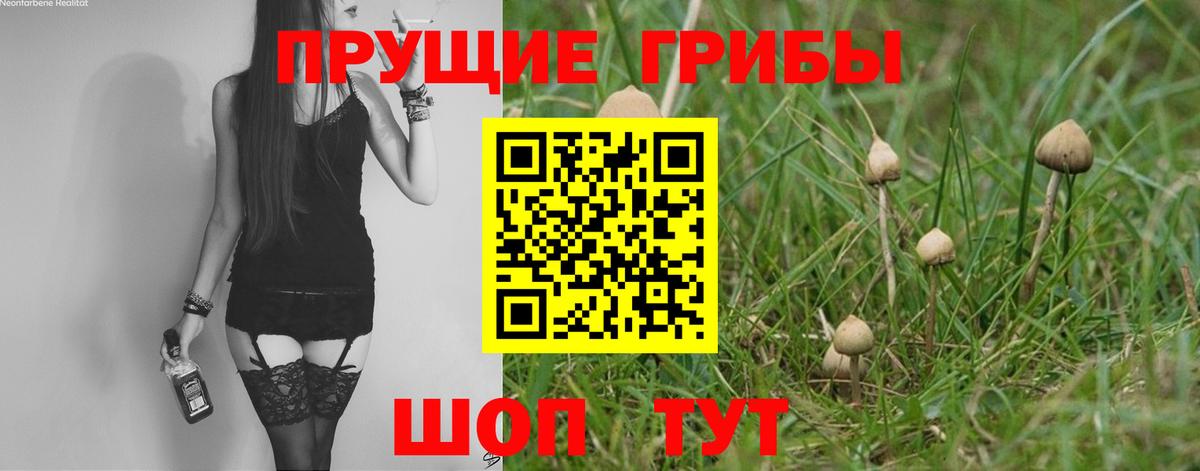 Губаха  Псилоцибиновые грибы Cubensis  Вход с VPN 